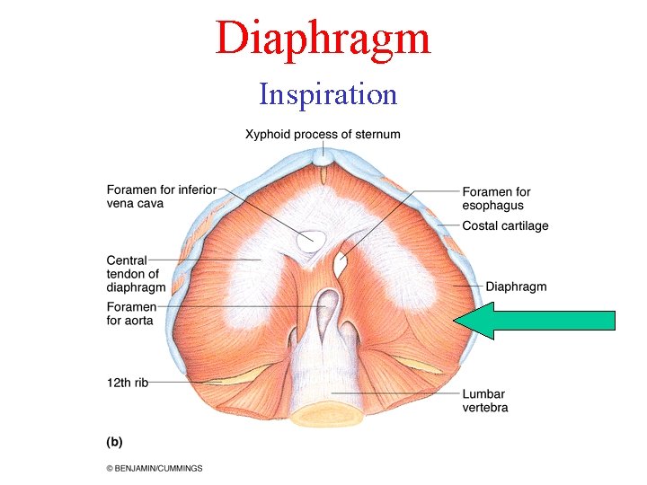 Diaphragm Inspiration Diaphragm Inspiration