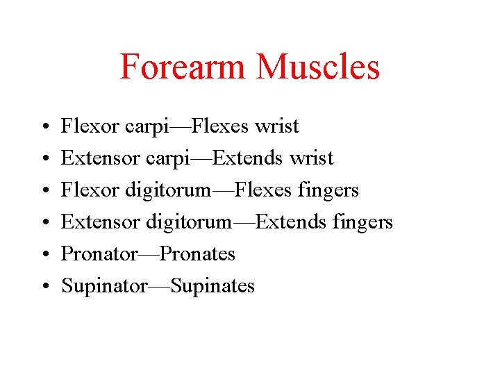 Forearm Muscles • • • Flexor carpi—Flexes wrist Extensor carpi—Extends wrist Flexor digitorum—Flexes fingers Forearm Muscles • • • Flexor carpi—Flexes wrist Extensor carpi—Extends wrist Flexor digitorum—Flexes fingers