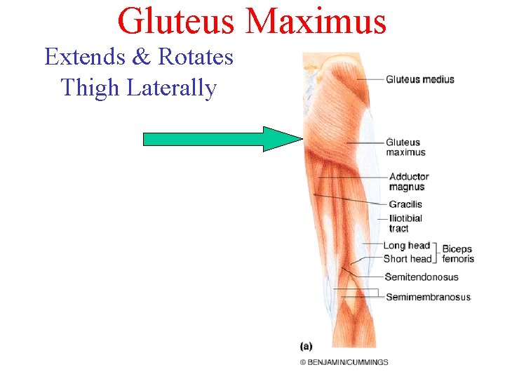 Gluteus Maximus Extends & Rotates Thigh Laterally Gluteus Maximus Extends & Rotates Thigh Laterally
