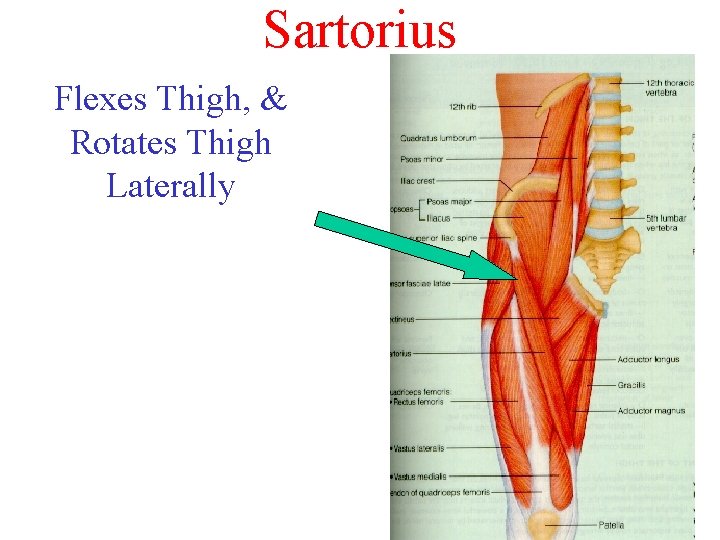 Sartorius Flexes Thigh, & Rotates Thigh Laterally Sartorius Flexes Thigh, & Rotates Thigh Laterally