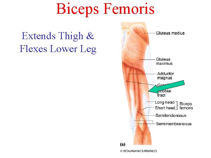 Biceps Femoris Extends Thigh & Flexes Lower Leg Biceps Femoris Extends Thigh & Flexes Lower Leg