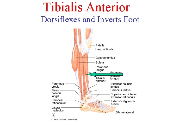 Tibialis Anterior Dorsiflexes and Inverts Foot Tibialis Anterior Dorsiflexes and Inverts Foot