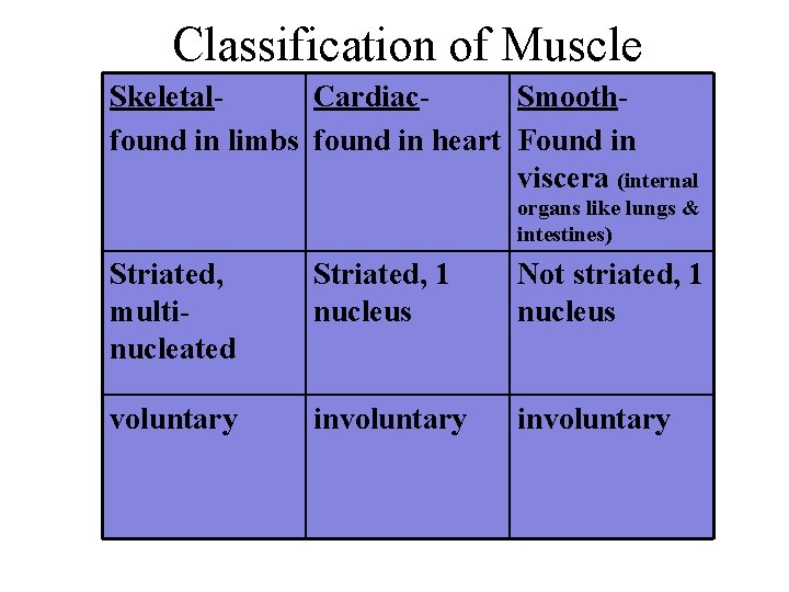 Classification of Muscle Skeletal. Cardiac. Smoothfound in limbs found in heart Found in viscera Classification of Muscle Skeletal. Cardiac. Smoothfound in limbs found in heart Found in viscera
