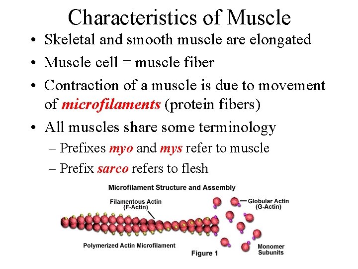 Characteristics of Muscle • Skeletal and smooth muscle are elongated • Muscle cell = Characteristics of Muscle • Skeletal and smooth muscle are elongated • Muscle cell =