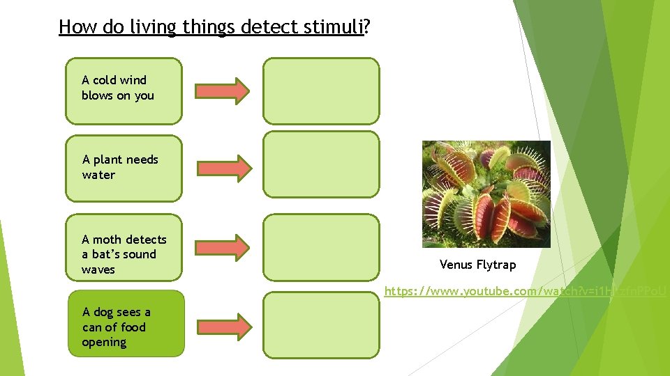 How do living things detect stimuli? A cold wind blows on you A plant