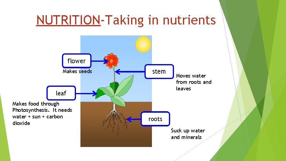 NUTRITION-Taking in nutrients Makes seeds Moves water from roots and leaves Makes food through