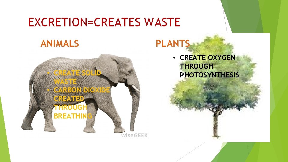 EXCRETION=CREATES WASTE ANIMALS • CREATE SOLID WASTE • CARBON DIOXIDE CREATED THROUGH BREATHING PLANTS