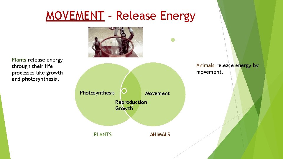 MOVEMENT – Release Energy Plants release energy through their life processes like growth and