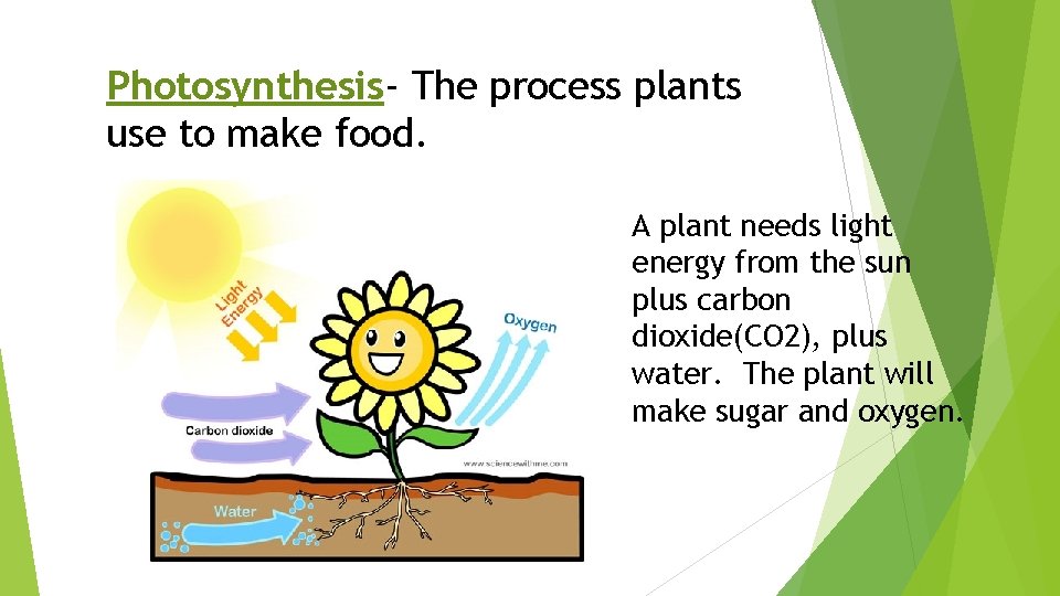 Photosynthesis- The process plants use to make food. A plant needs light energy from