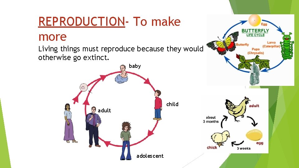 REPRODUCTION- To make more Living things must reproduce because they would otherwise go extinct.