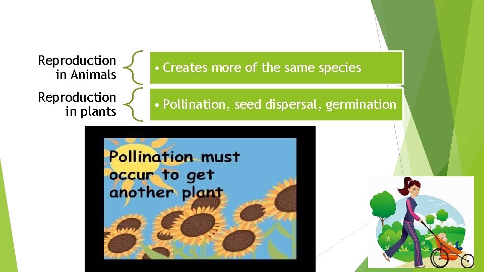 Reproduction in Animals • Creates more of the same species Reproduction in plants •