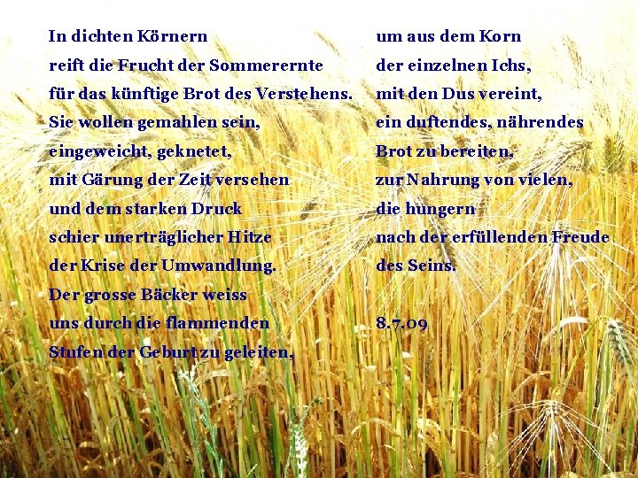 In dichten Körnern um aus dem Korn reift die Frucht der Sommerernte der einzelnen In dichten Körnern um aus dem Korn reift die Frucht der Sommerernte der einzelnen