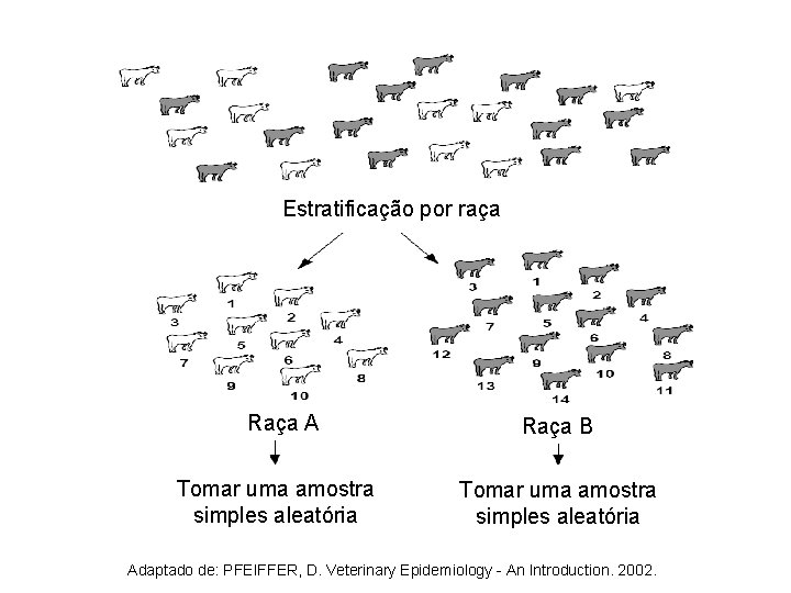 Estratificação por raça Raça A Tomar uma amostra simples aleatória Raça B Tomar uma