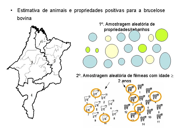  • Estimativa de animais e propriedades positivas para a brucelose bovina 1º. Amostragem