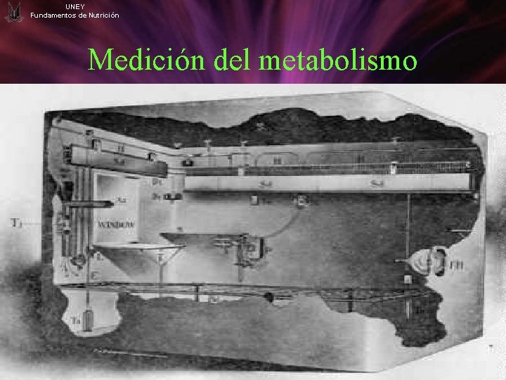 UNEY Fundamentos de Nutrición Medición del metabolismo 