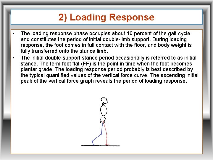 2) Loading Response • • The loading response phase occupies about 10 percent of