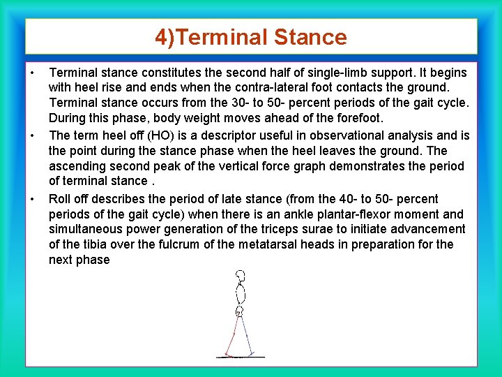 4)Terminal Stance • • • Terminal stance constitutes the second half of single-limb support.