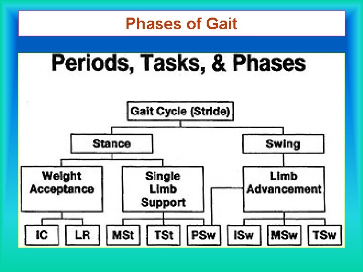 Phases of Gait 