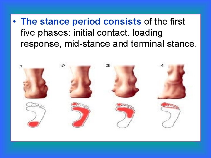  • The stance period consists of the first five phases: initial contact, loading