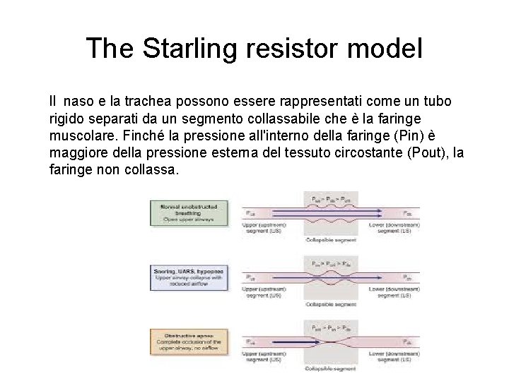 The Starling resistor model ll naso e la trachea possono essere rappresentati come un