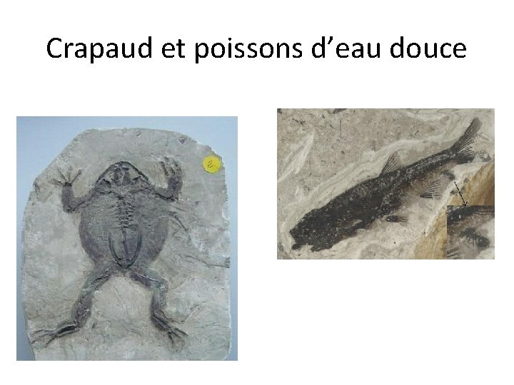 Crapaud et poissons d’eau douce 