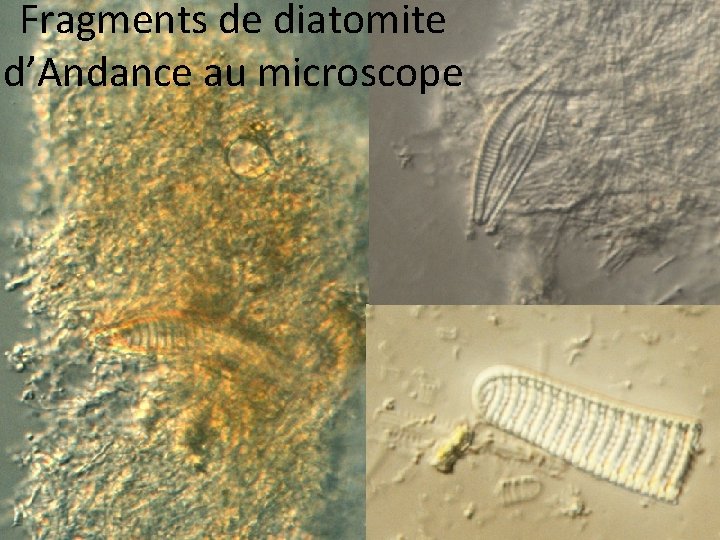 Fragments de diatomite d’Andance au microscope 