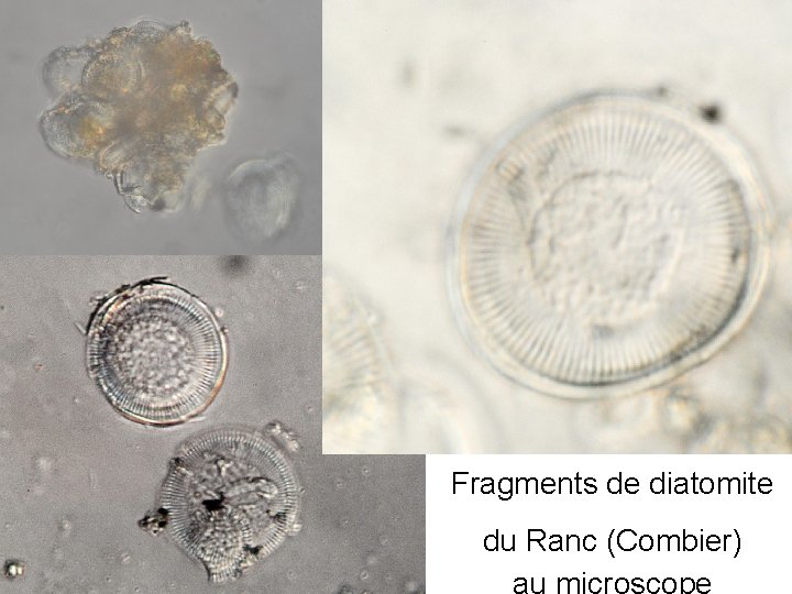 Fragments de diatomite du Ranc (Combier) 