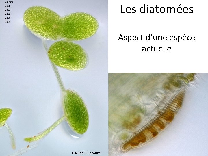 Une diatomée actuelle Clichés F. Labaune Les diatomées Aspect d’une espèce actuelle 