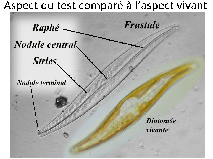 Aspect du test comparé à l’aspect vivant 