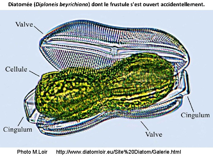 Diatomée (Diploneis beyrichiana) dont le frustule s'est ouvert accidentellement. Photo M. Loir http: //www.