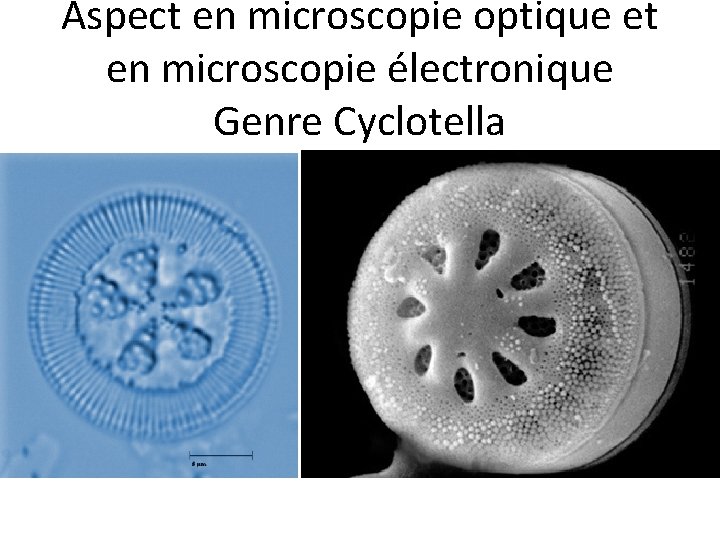 Aspect en microscopie optique et en microscopie électronique Genre Cyclotella 