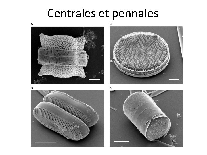 Centrales et pennales 