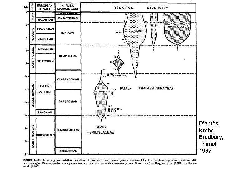 Tableau chronologique Krebs D’après Krebs, Bradbury, Thériot 1987 