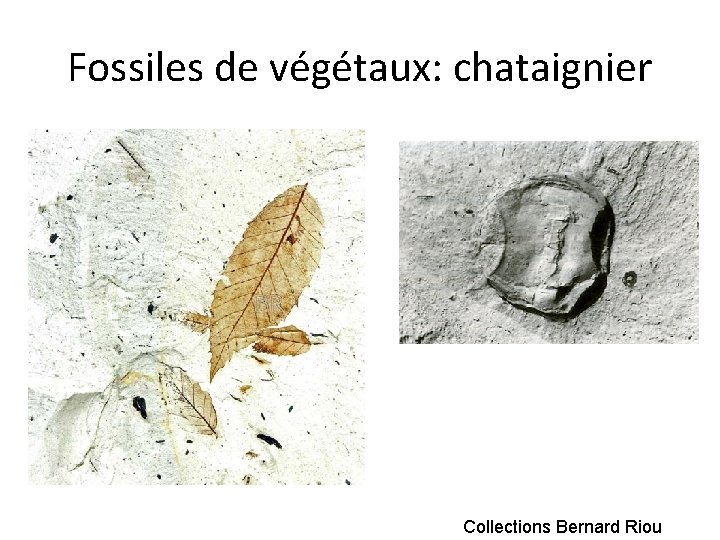 Fossiles de végétaux: chataignier Collections Bernard Riou 