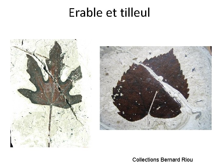 Erable et tilleul Collections Bernard Riou 