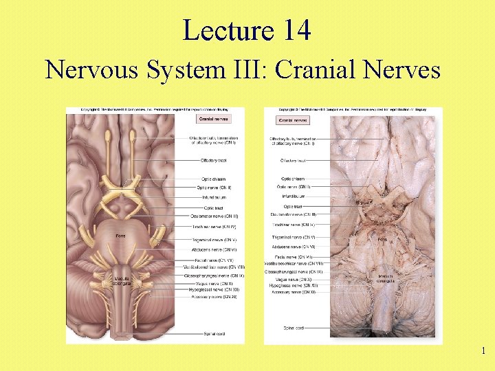 Lecture 14 Nervous System III: Cranial Nerves 1 