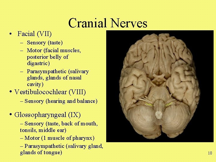  • Facial (VII) Cranial Nerves – Sensory (taste) – Motor (facial muscles, posterior