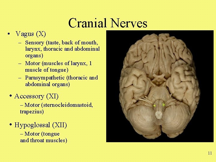  • Vagus (X) Cranial Nerves – Sensory (taste, back of mouth, larynx, thoracic