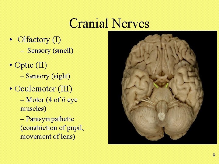 Cranial Nerves • Olfactory (I) – Sensory (smell) • Optic (II) – Sensory (sight)