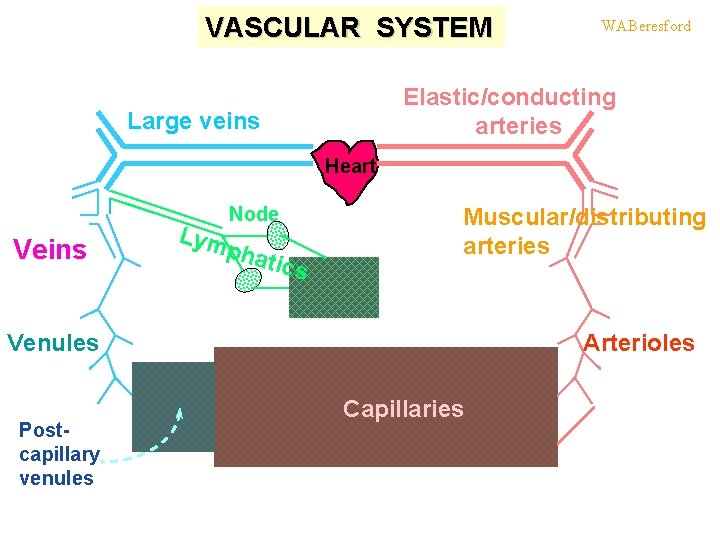VASCULAR SYSTEM WABeresford Elastic/conducting arteries Large veins Heart Veins Lym Node pha ti cs