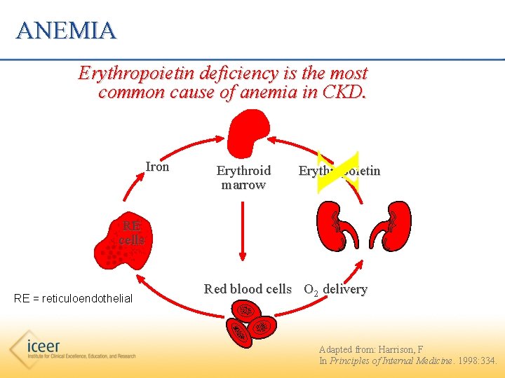 ANEMIA Erythropoietin deficiency is the most common cause of anemia in CKD. Erythroid marrow