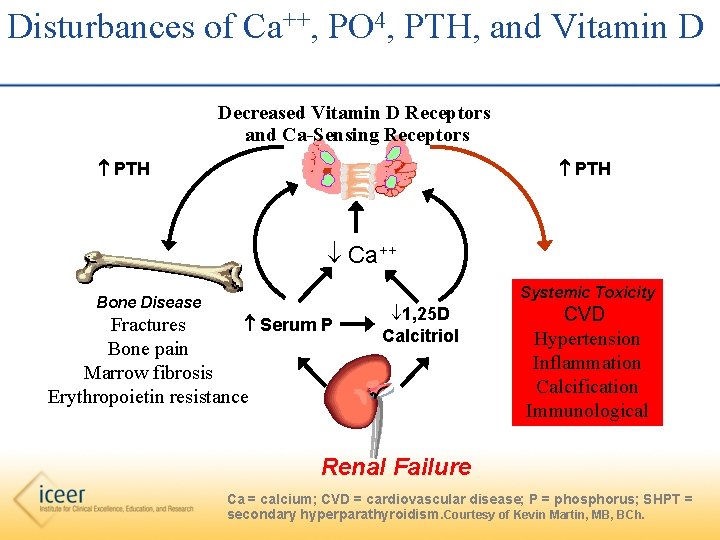 Disturbances of Ca++, PO 4, PTH, and Vitamin D Decreased Vitamin D Receptors and