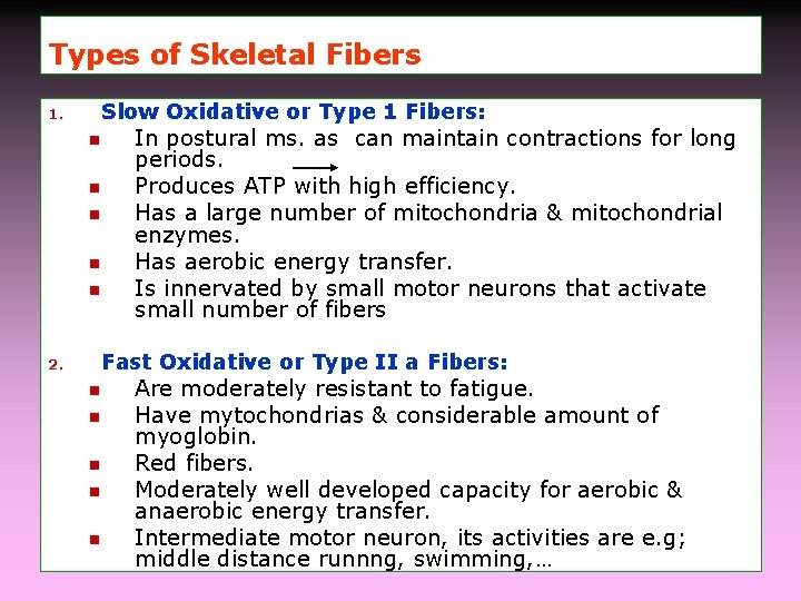 Types of Skeletal Fibers Slow Oxidative or Type 1 Fibers: 1. n n n