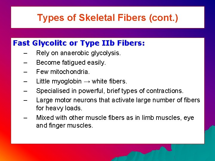 Types of Skeletal Fibers (cont. ) Fast Glycolitc or Type IIb Fibers: – –