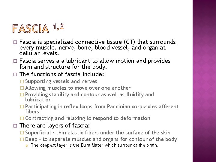 � � � Fascia is specialized connective tissue (CT) that surrounds every muscle, nerve,