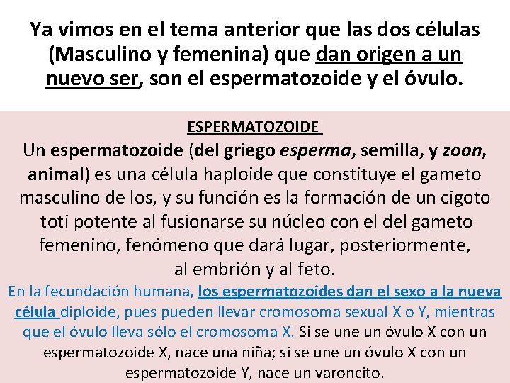 Ya vimos en el tema anterior que las dos células (Masculino y femenina) que Ya vimos en el tema anterior que las dos células (Masculino y femenina) que