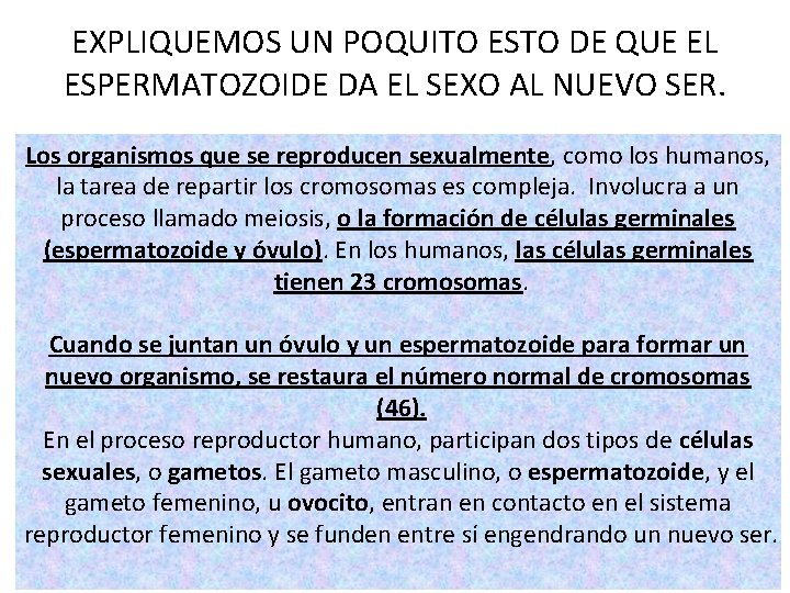 EXPLIQUEMOS UN POQUITO ESTO DE QUE EL ESPERMATOZOIDE DA EL SEXO AL NUEVO SER. EXPLIQUEMOS UN POQUITO ESTO DE QUE EL ESPERMATOZOIDE DA EL SEXO AL NUEVO SER.