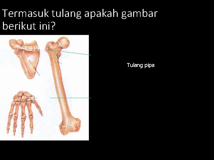 Termasuk tulang apakah gambar berikut ini? Tulang pipih Tulang pipa Tulang pendek 