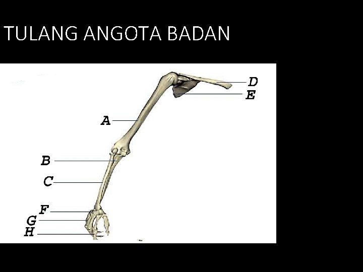 TULANG ANGOTA BADAN 