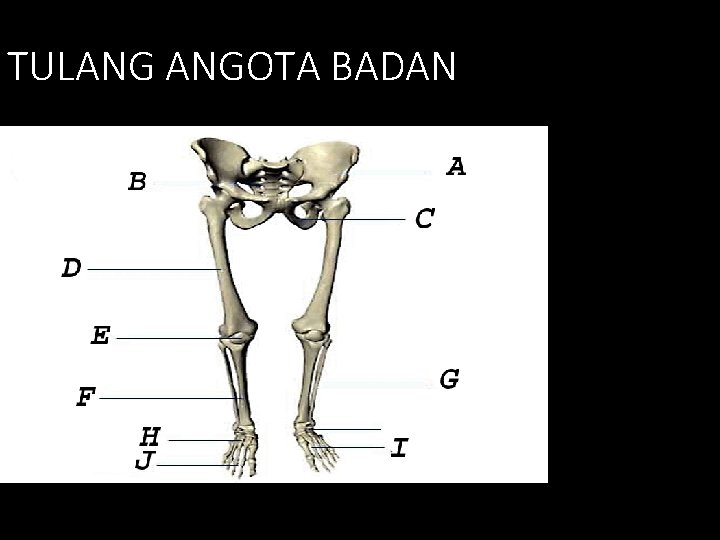 TULANG ANGOTA BADAN 